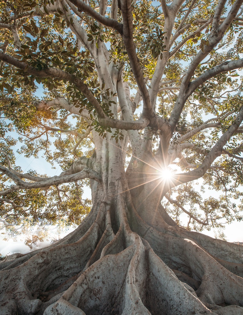 Fully Grown Tree